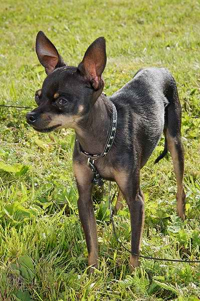 Russian Toy Terrier – Dog Breed Guide
