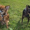 Longhaired and Smooth Russian Toy Terrier