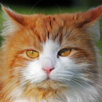 Orange Russian semi longhair cat