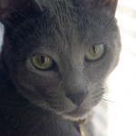Russian Blue Cat Profile Picture