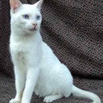 Russian White Cat from India