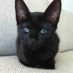 Russian Black Cat