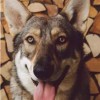 Saarlooswolfhond dog portrait