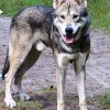 Saarlooswolfhond or Saarloos Wolfdog male
