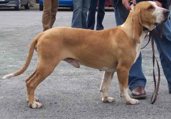 Spanish Scenthound – Dog Breed Guide