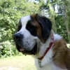 big head dog breeds Saint Bernard do portrait