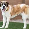 big dog breeds Saint Bernard