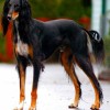 Tricolor Saluki dog with black coat, white breast and brown limbs full body