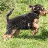 picture of airedale terrier puppy playing on grass
