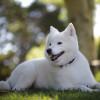 Spitz Type Samoyed dog breed