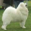 Side view portrait of a dog breed Samoyed dog