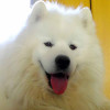 Samoyed dog breed portrait