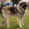 Sarplaninac dog on a leash standing position