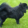 Black coated Finnish Lapphund dog