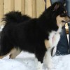 Swedish Lapphund dog with tricolor markings
