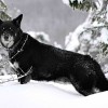 Lapponian Herder Lapphund dog breed with black coat snowy landscape
