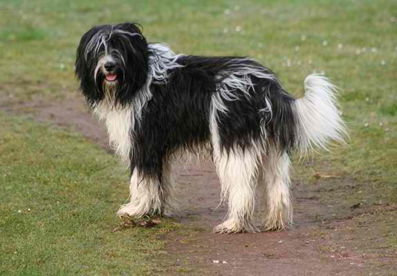 Schapendoes – Dog Breed Guide