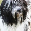 close-up dog breed Schapendoes dog