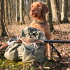 top hunting dog breeds wire-haired Vizsla