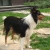 Scotch Collie with rough hair and tricolor coat