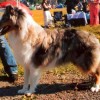 Scotch collie with smooth coat blue merle