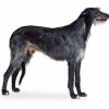 long legged male Scottish Deerhound