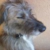 sleeping soundly Scottish Deerhound dog
