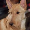 image of Scottish Terrier dog's face