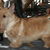 red or copper coated Scottish Terrier dog