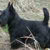 photo black scottish terrier dog