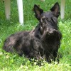 Scottish Terrier dog with black coat outdoor photo