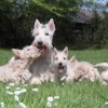 photo of a Scottish Terrier bitch with her litter of puppies