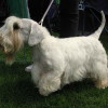 sealyham terrier dog breed side view angle