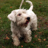 at the park for a walk, adult sealyham terrier on a leash
