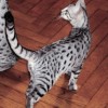 Elegant Egyptian Mau cat