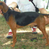 Yugoslavian Hound Serbian Hound Hound Dog breeds from The Balkans