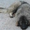 Picture of a Yugoslavian Shepherd dog taking a rest