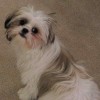 Adorable picture of Shih Tzu dog