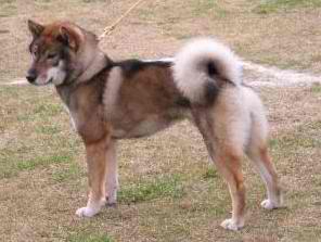 Shikoku – Dog Breed Guide