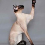 Siamese cat named Meekaho Vaillante owned by Meekahoo Cattery