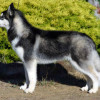 Siberian Husky dog with black and white coat