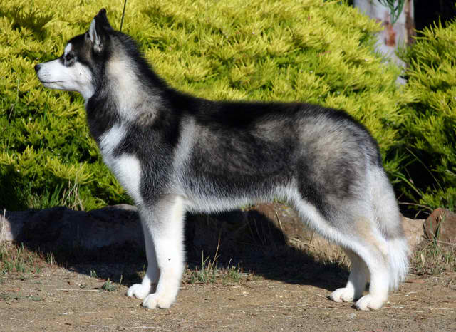 Siberian Husky – Dog Breed Guide