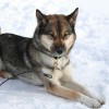 Siberian Husky dog with agouti coat