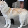 Siberian Husky dog with white and light red coat