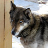 Siberian Husky dog with blue eyes and wolf gray coat