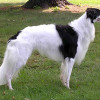 A black and white Silken Windhound