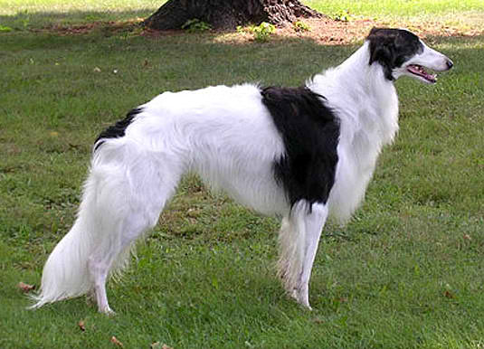 Silken Windhound – Dog Breed Guide