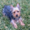 6 month old silky terrier in the grass