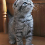 Silver tabby Scottish Fold Kitten