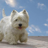 West Highland White Terrier photo or Westie picture
